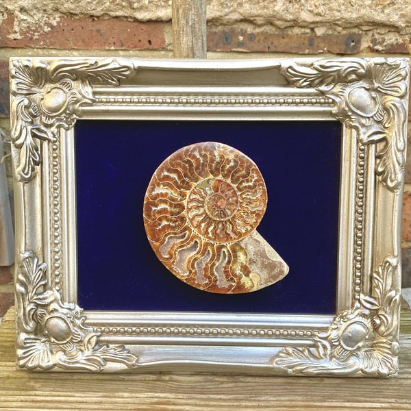 Polished Ammonite display