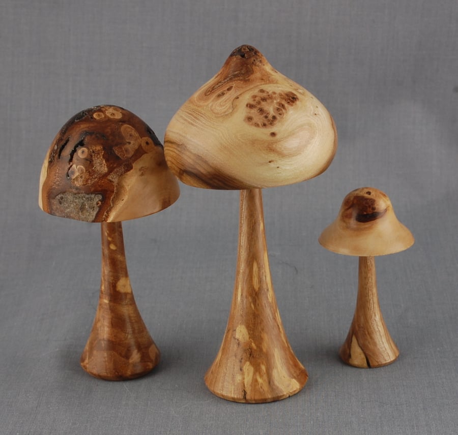 Handsome Fungi for Collectors