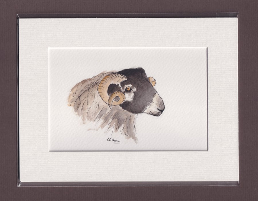 Blackface sheep - original watercolour painting