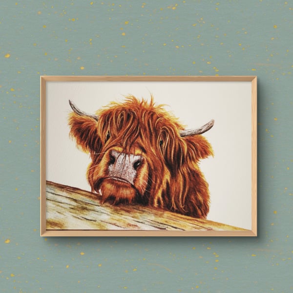 "Harry" the Highland Coo