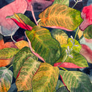 Prayer Plant A4 Art Print