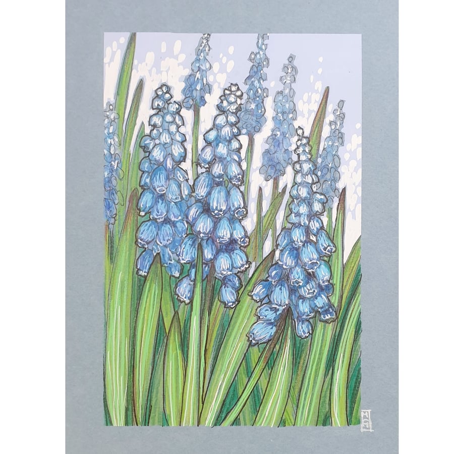 Blue Grape Hyacinth (Muscari) Flowers original drawing.  Small floral artwork