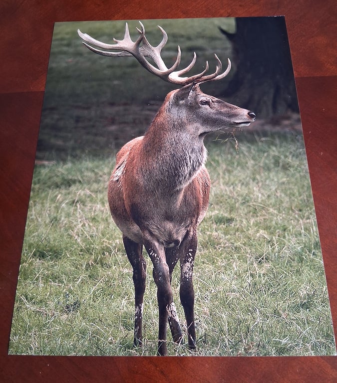 STAG PHOTOGRAPH 16x12
