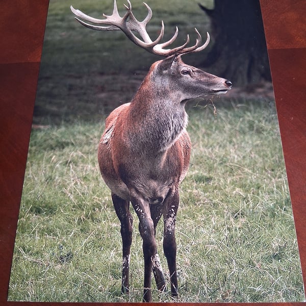 STAG PHOTOGRAPH 16x12