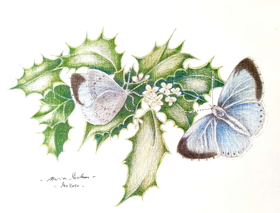 HOLLY BLUE BUTTERFLIES - Colour pencil drawing 