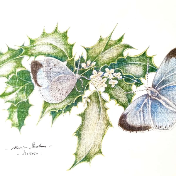 HOLLY BLUE BUTTERFLIES - Colour pencil drawing 
