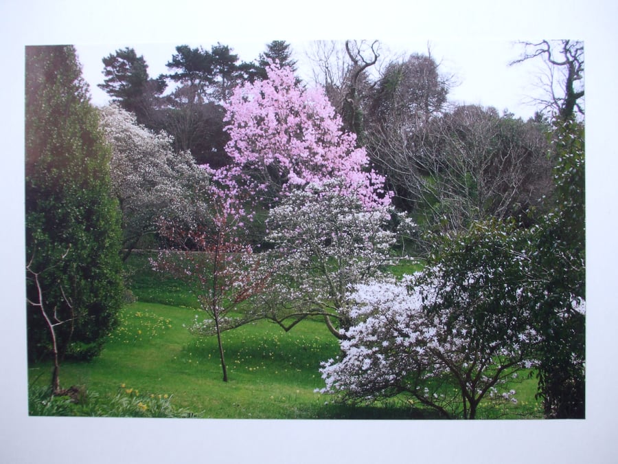 Photographic greetings card of the Spring Blossom in Glendurgan Gardens.