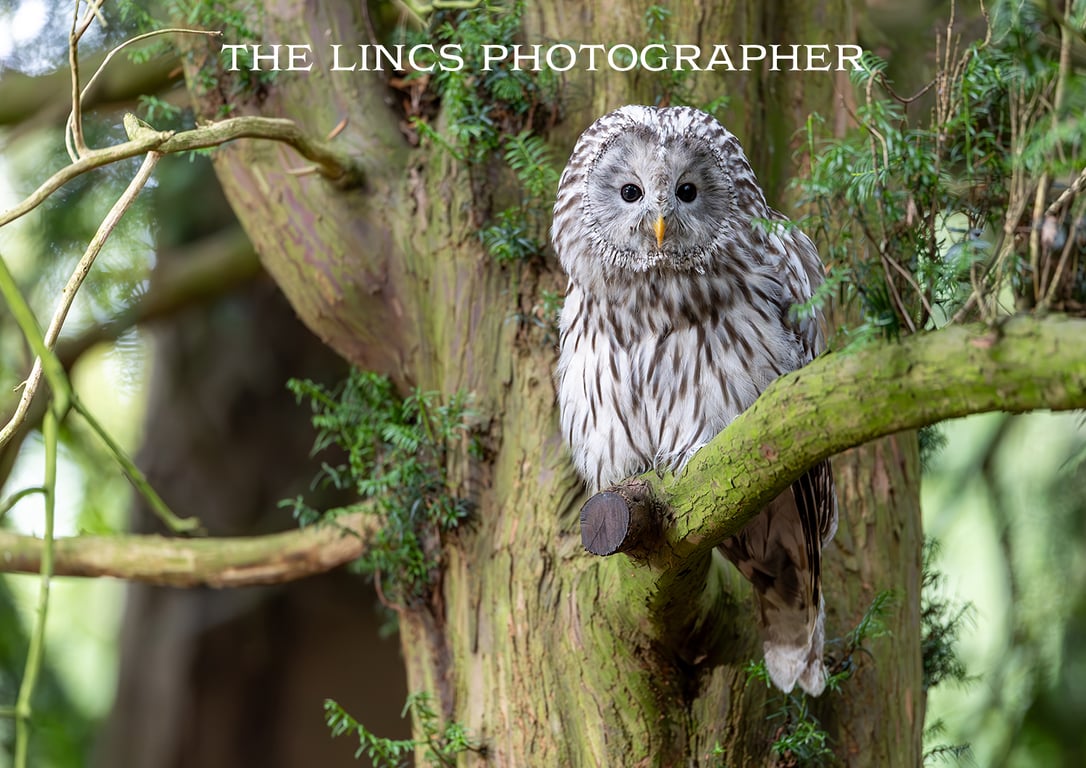 Ural Owl print (Limited edition of 10)