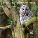 Ural Owl print (Limited edition of 10)