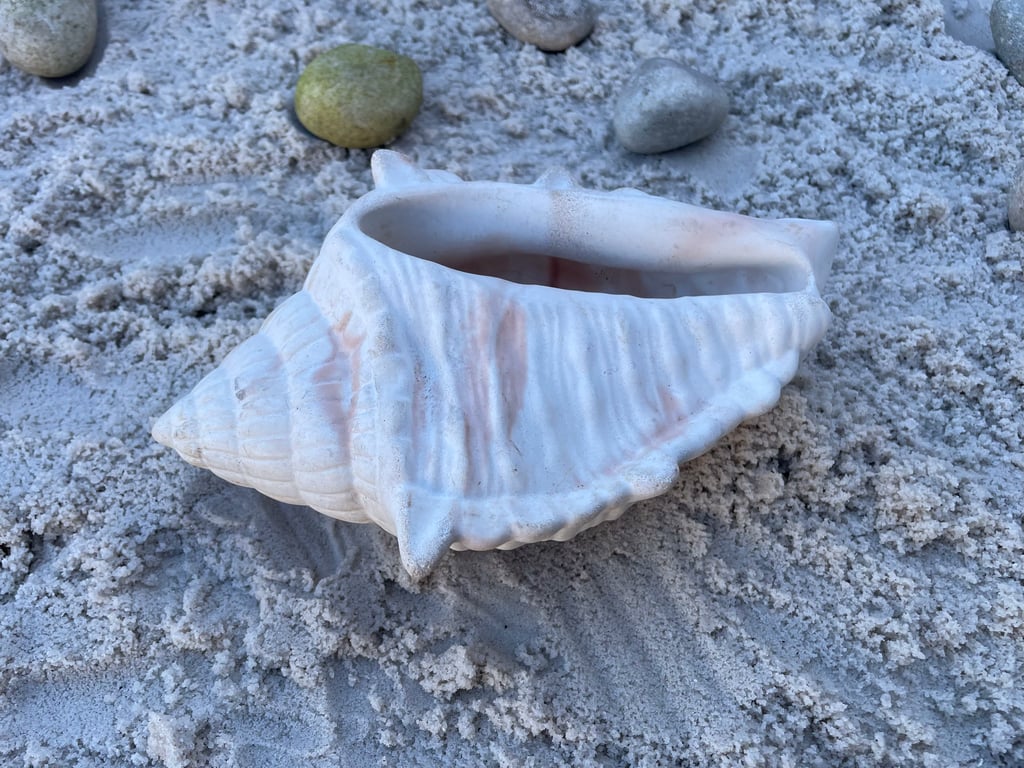 White Cement Conch Shell Planter Handmade Coastal Plant Pot  Indoor Outdoor 