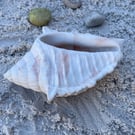 White Cement Conch Shell Planter Handmade Coastal Plant Pot  Indoor Outdoor 