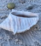 White Cement Conch Shell Planter Handmade Coastal Plant Pot  Indoor Outdoor 