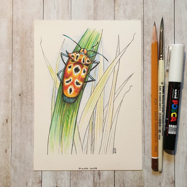Shieldbug artwork - Original drawing, small insect artwork