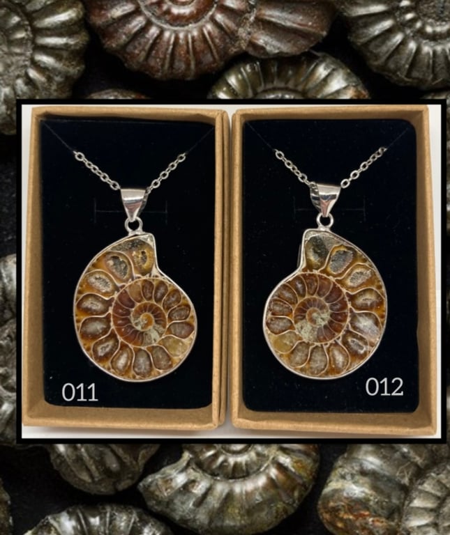 Fossil ammonite pendant necklace