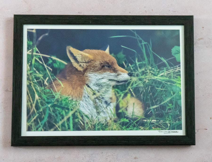 Sleepy Fox - Framed Photo