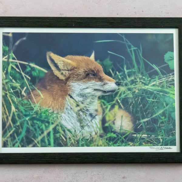 Sleepy Fox - Framed Photo