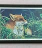 Sleepy Fox - Framed Photo - Image 1