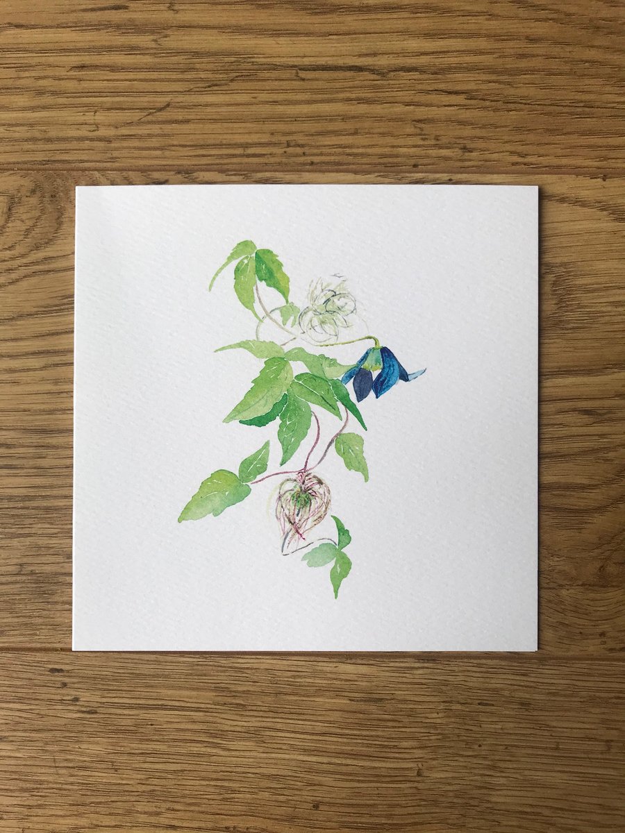 Pack of 5 Alpina Clematis Watercolour Print Card