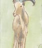 ACEO Animal Art Barbary Sheep Original Watercolour and Ink Painting OOAK  - Image 2