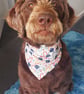 Elasticated slip-on Dog Bandana - Size M - Image 9