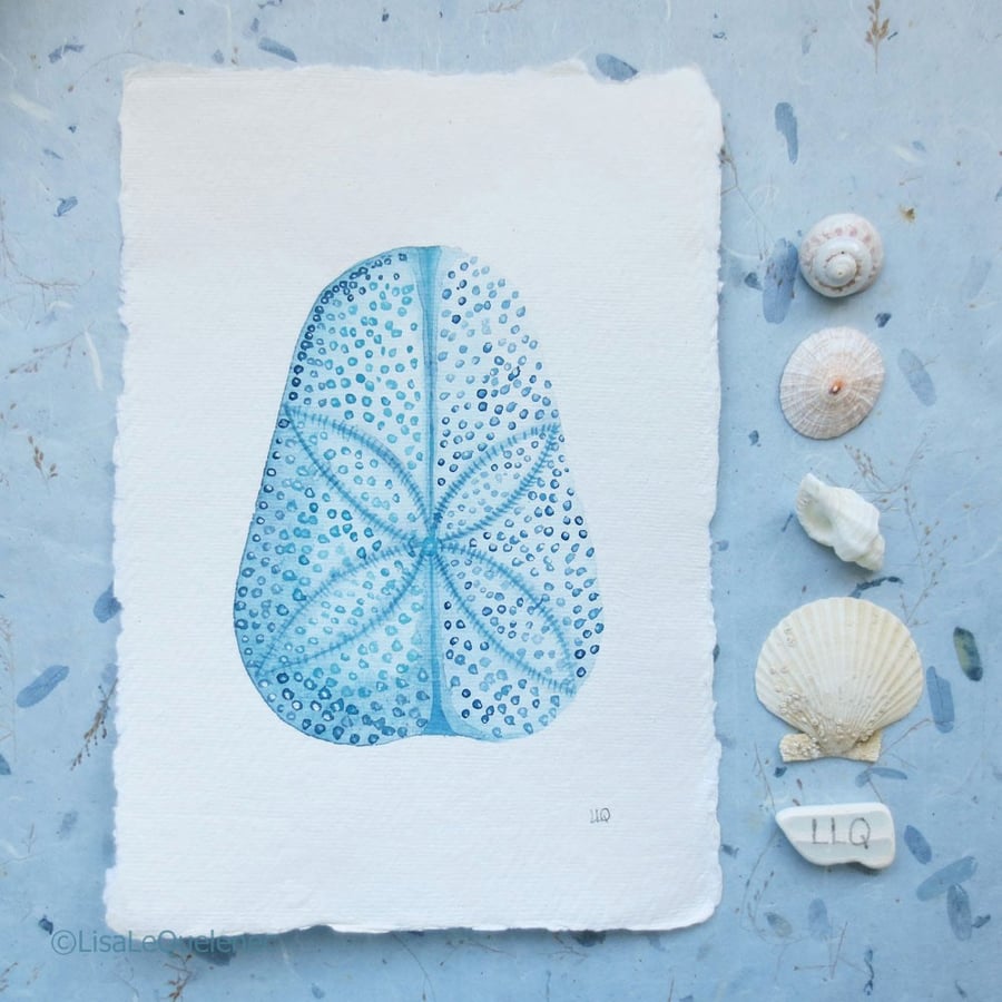 Sand dollar sea biscuit original watercolour painting shell collection 