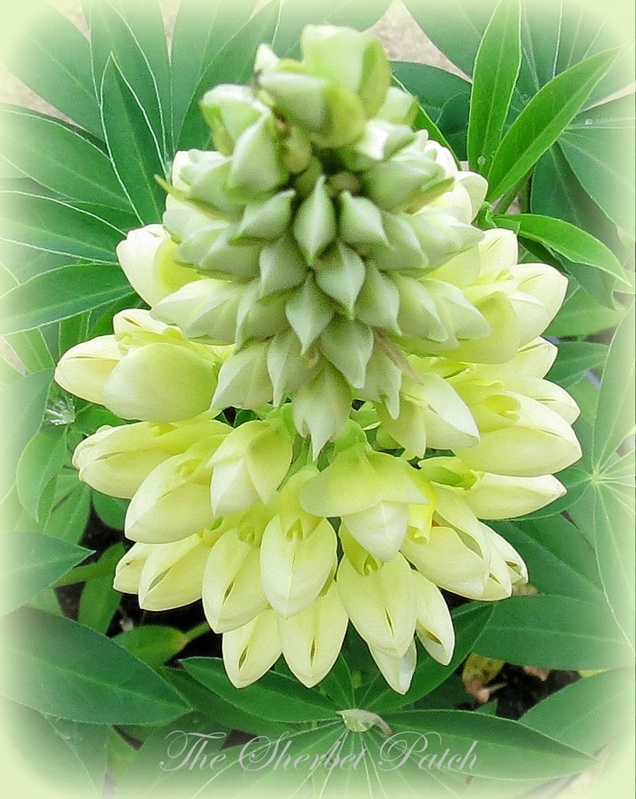 A card featuring an original photograph.  Ribening Lupin.  Blank inside.