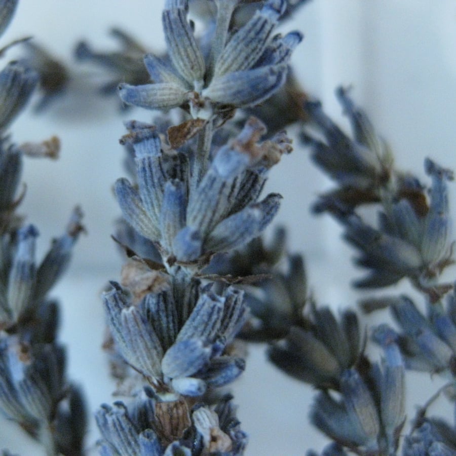 Lavender Drawer Sachets