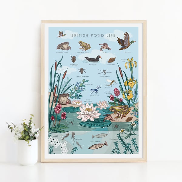 British Pond Life Nature Guide Print