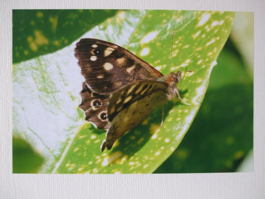 Photographic greetings card of a Speckled Wood Butterfly.