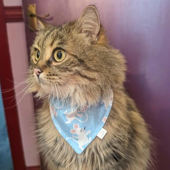 Cheeky Mice Cat & Dog Bandana Soft NO TIE, Easy Over-the-Head Accessory