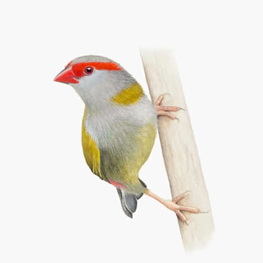 Fine Art Giclée Print Red-browed Finch Australian Bird