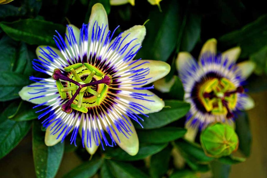 Passion Flower Summer Flowering Plant Photograph Print