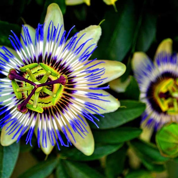 Passion Flower Summer Flowering Plant Photograph Print