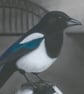 Newcastle FC Magpie Art print A3 - Folksy