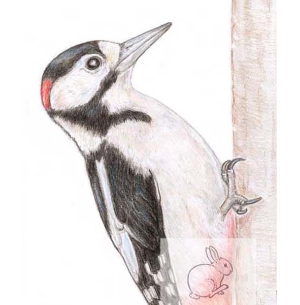 Woodpecker - Birthday Card