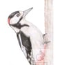 Woodpecker - Birthday Card - Image 1