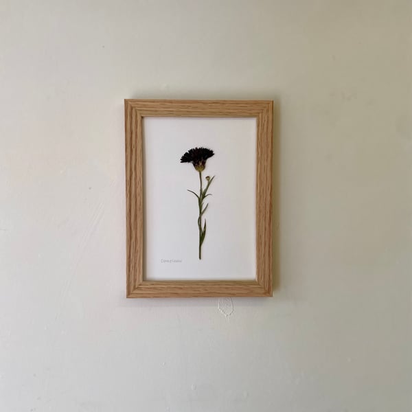 Pressed Cornflower - A5