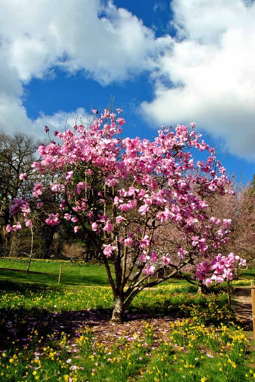 Magnolia Tree Batsford Arboretum Cotswolds UK 12"x18" Print