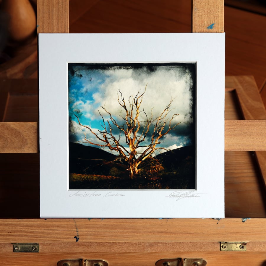 Annies Tree, Archival photo print 13 x 13cm in 7 x 7inch mount.