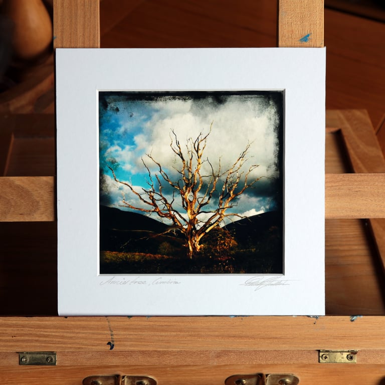 Annies Tree, Archival photo print 13 x 13cm in 7 x 7inch mount.