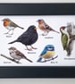 British Birds - Picture in Three Available Sizes with a Black or White Frame - Image 6