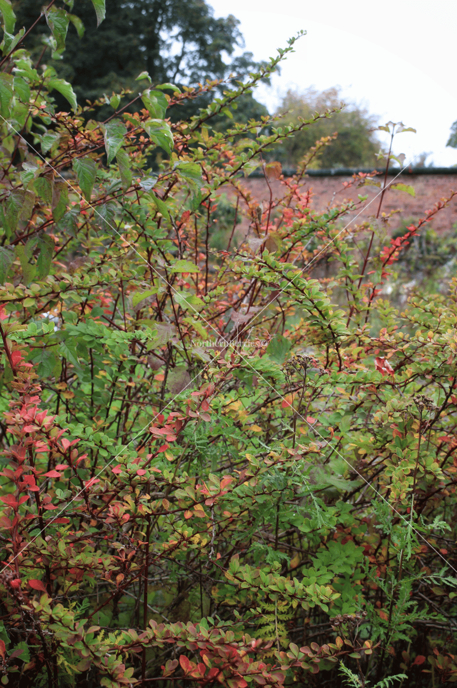 Autumn 