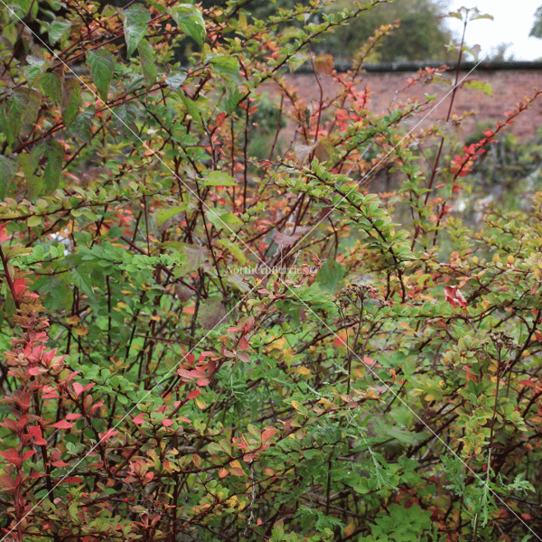Autumn 