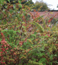 Autumn  - Image 1