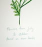 Tansy- British wildflower card - Image 3