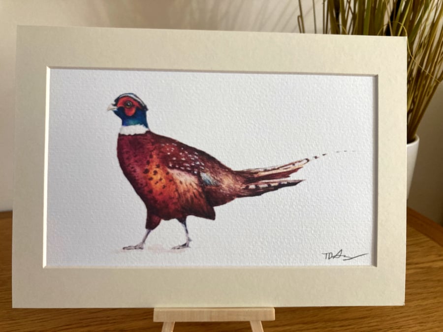 Pheasant mounted wildlife art print, from an original watercolour painting