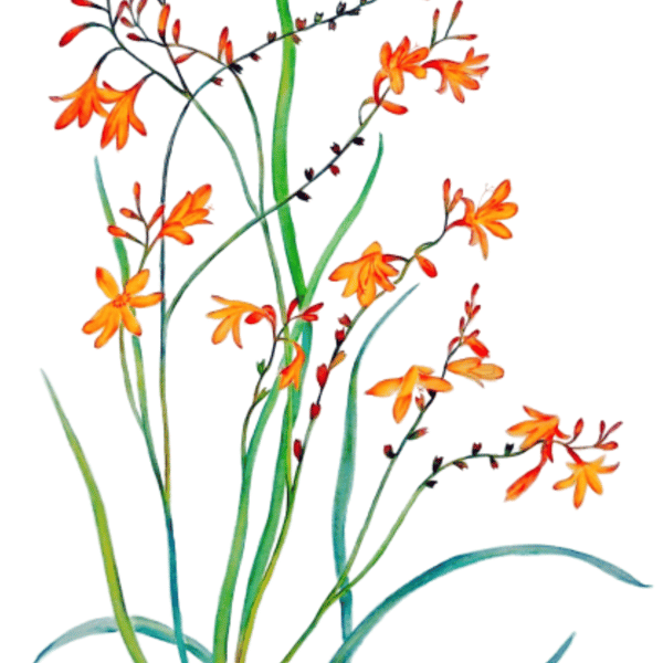 Flower Botanical Watercolour Original Painting of Orange Monbretia Plant