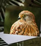 Exclusive Handmade Kestrel Greetings Card on Archive Photo Paper - Image 1