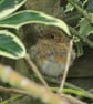 Robin Photo Greetings Card, Christmas Card - Image 3