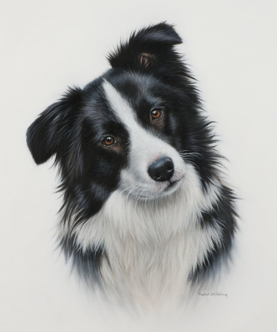 Border Collie oil painting on canvas